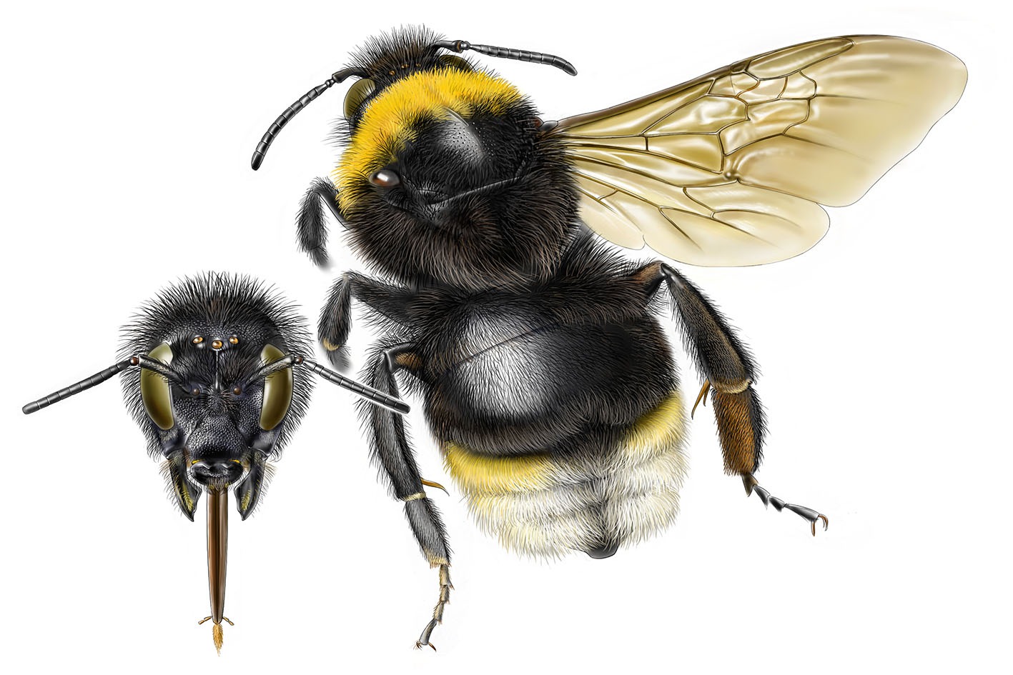 Čmeláci PLUS - Pačmelák panenský - Bombus vestalis - samička - female - Autor Jeroen de Rond