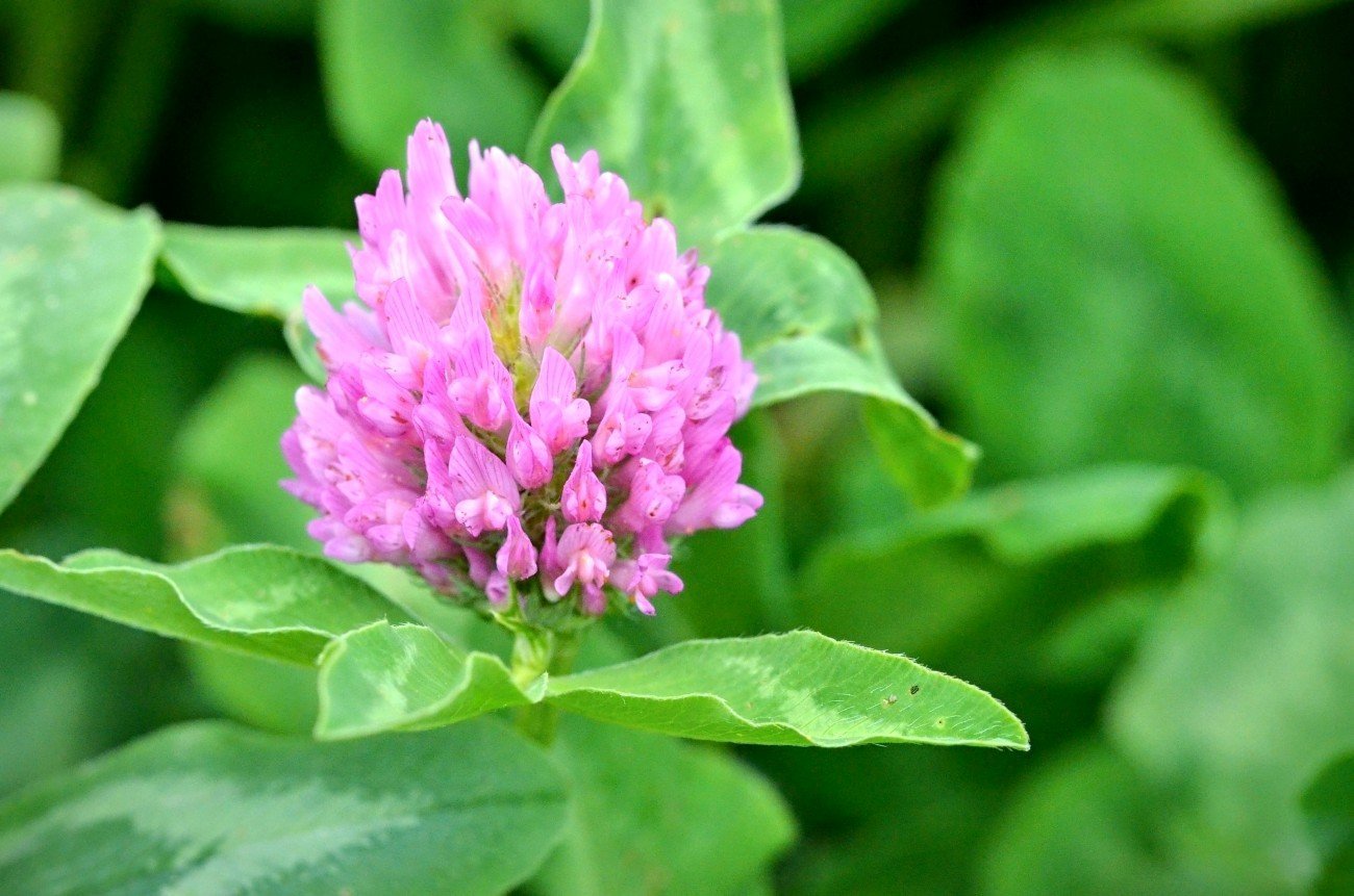 Čmeláci PLUS - Jetel luční dvousečný - Trifolium pratense - Foto Seed Service