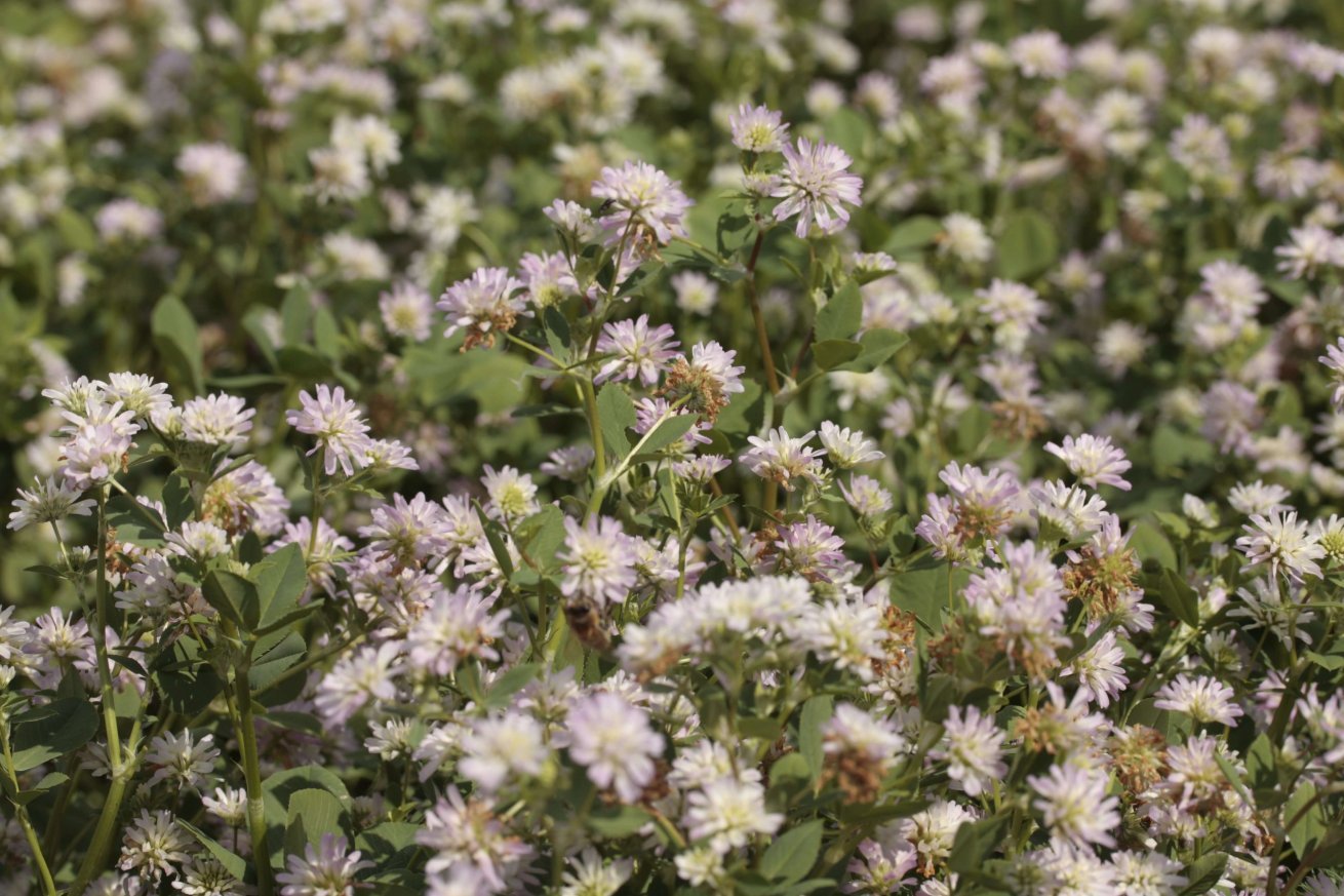Čmeláci PLUS - Jetel perský - Trifolium resupinatum - Foto Seed Service