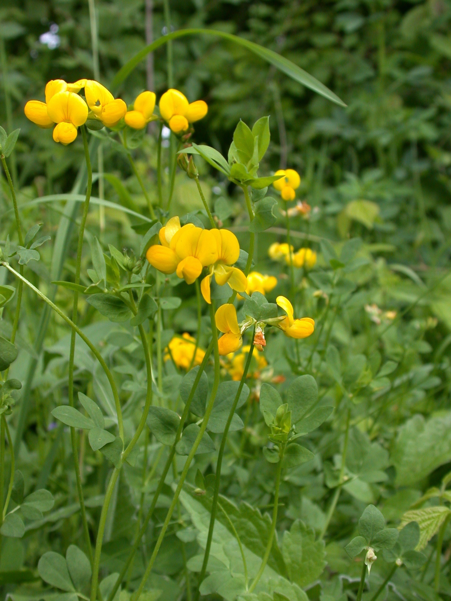 Čmeláci PLUS - Štírovník růžkatý - Lotus corniculatus - Foto Wiki