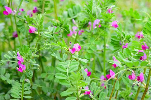 Čmeláci PLUS - Vikev setá - Vicia sativa - Foto Internet