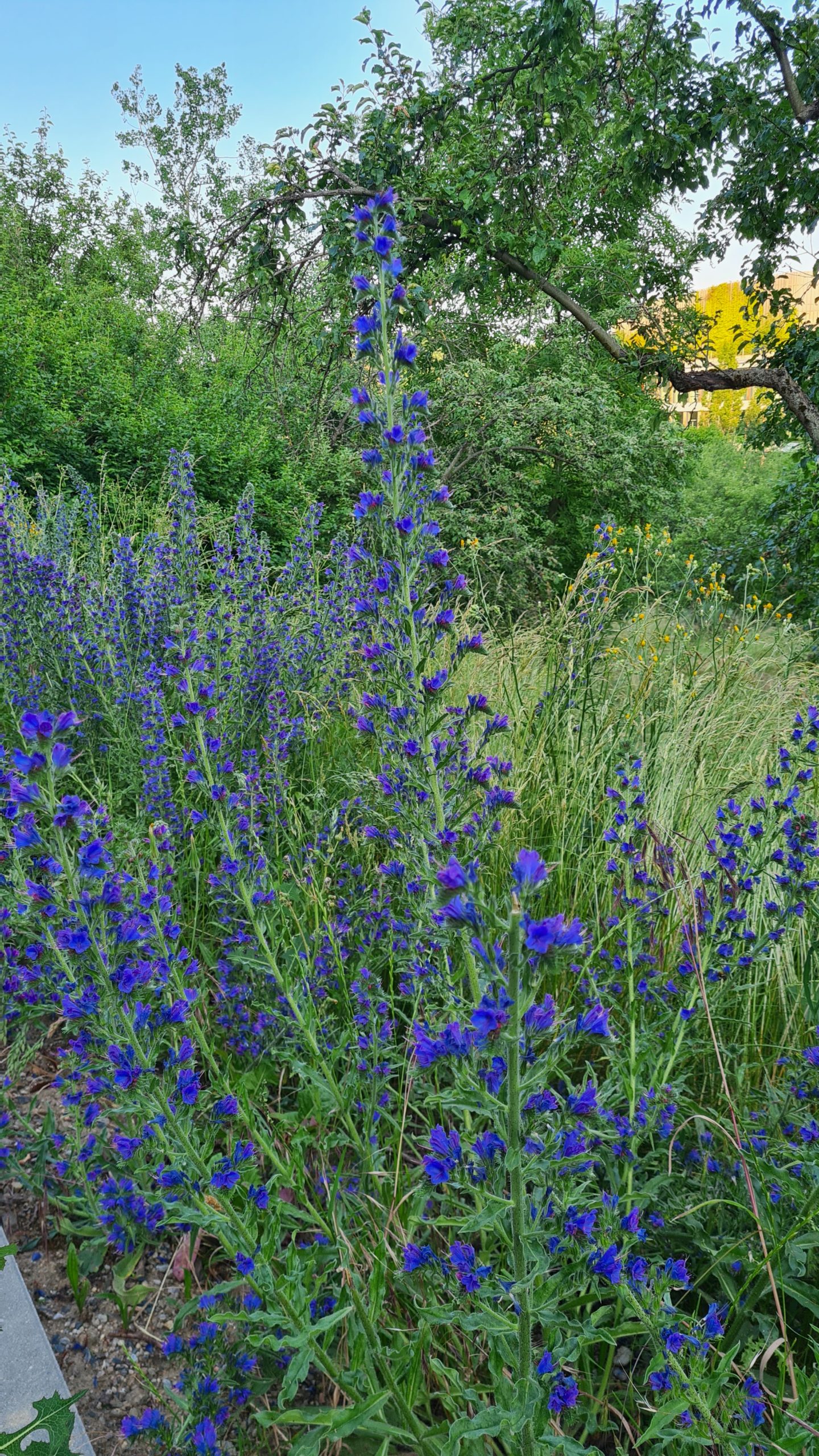 Biodiversity Support Project with ČSOB - Year 2025 – Bumblebees PLUS
