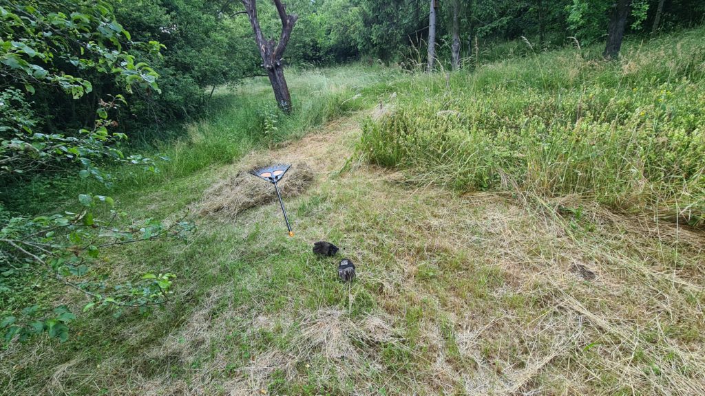 Čmeláci PLUS - Zahrada banky - úklid hnijící trávy - Foto Ondřej Hercog 11 06 2023 (8)