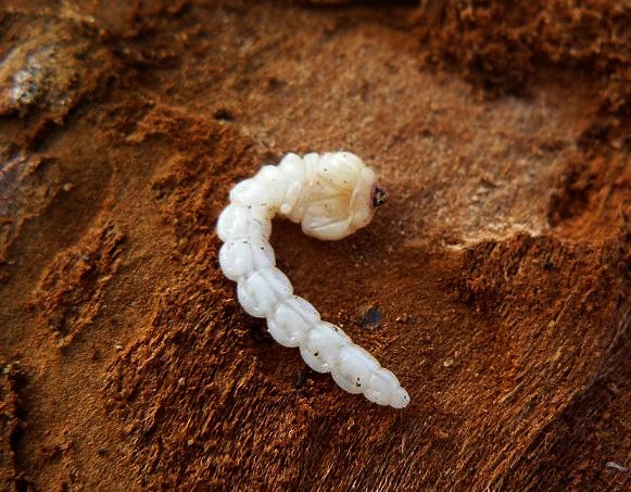 Čmeláci PLUS - Krasec třešňový - Anthaxia candens - larva - Foto Ondřej Machač