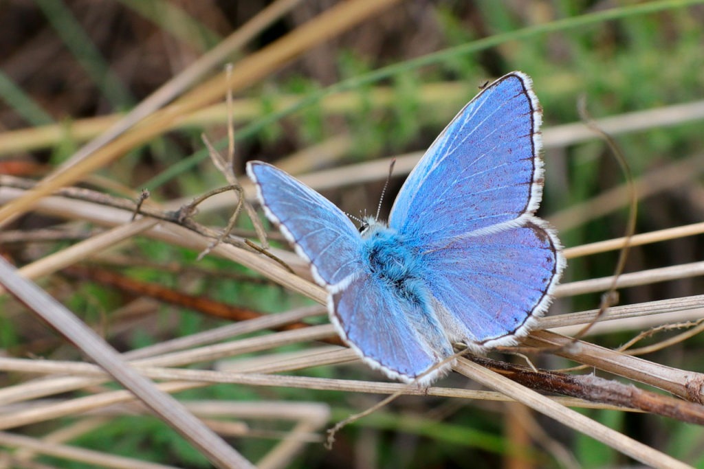 Čmeláci PLUS - Modrásek jetelový - Polyommatus bellargus - Foto Pražská pastvina