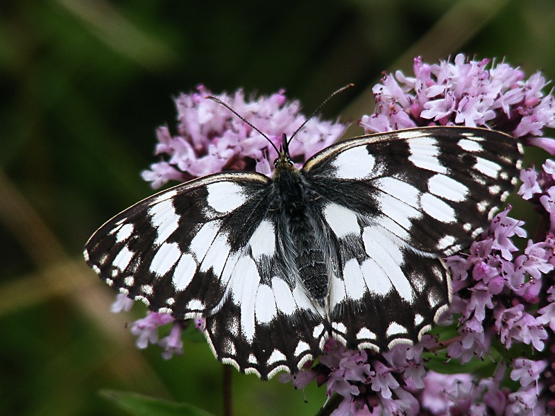 Čmeláci PLUS - Okáč bojínkový - Melanargia galathea - Foto   Andrej Makara 