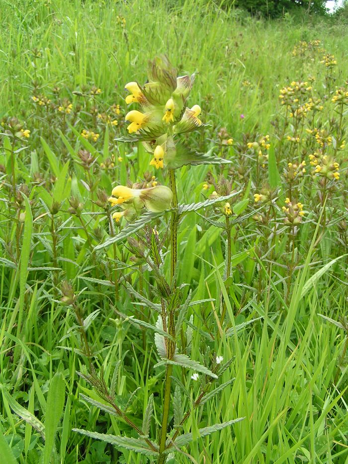 Čmeláci PLUS - Korhel menší - Rhinanthus minor - Foto Wiki