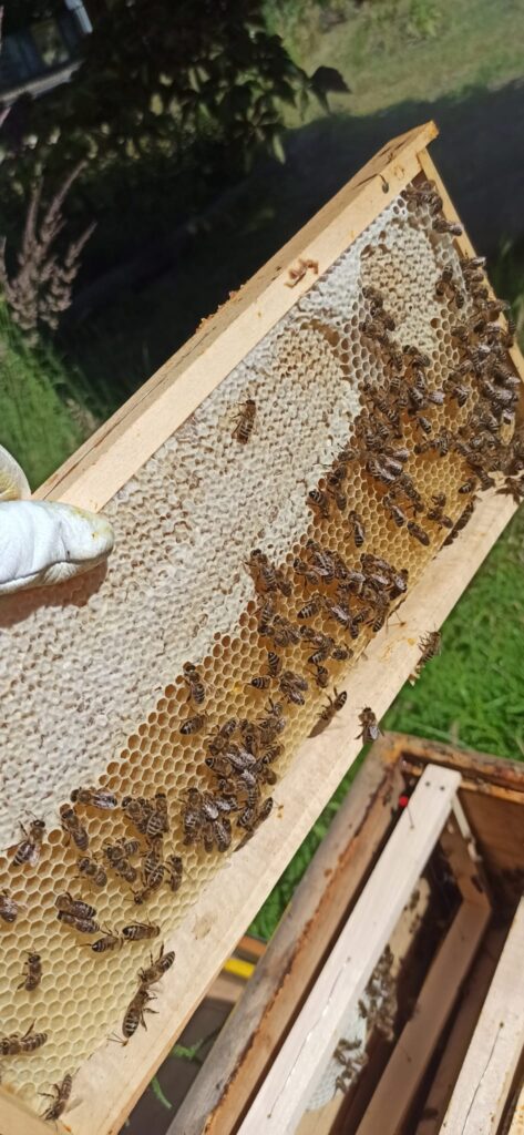Čmeláci PLUS - Letní práce na zahradě - Foto Julie Včeláková 2025 06 22 (10)