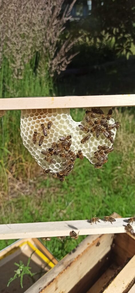 Čmeláci PLUS - Letní práce na zahradě - Foto Julie Včeláková 2025 06 22 (4)