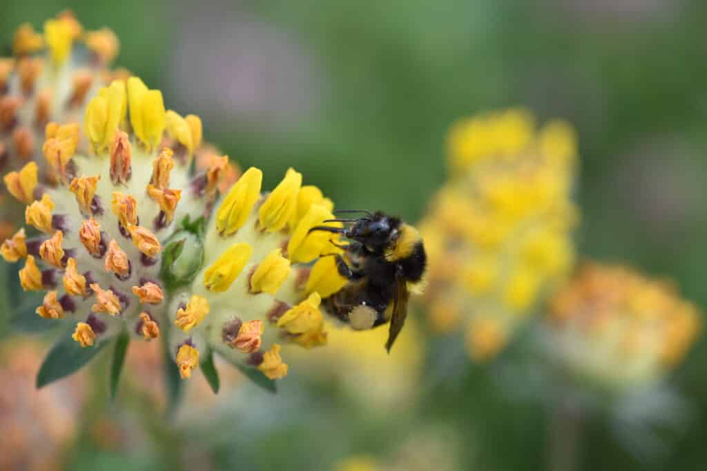 Čmeláci v Praze - Monitoring blanokřídlých 2024-2025 Foto: O. Kahoun