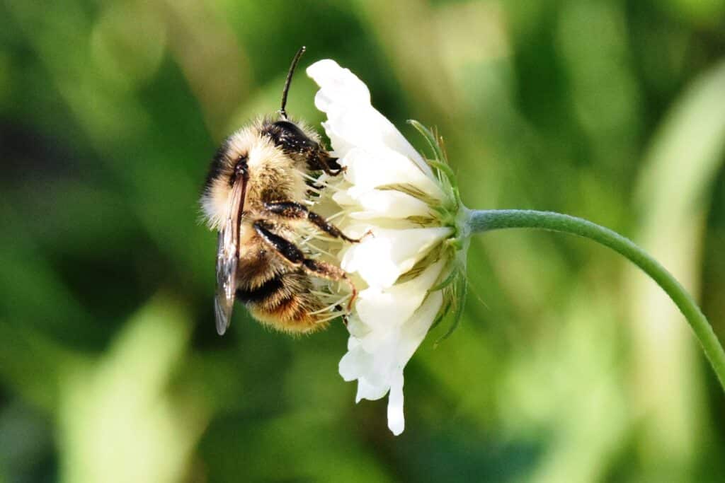 Čmeláci v Praze - Monitoring blanokřídlých 2024-2025 Foto: O. Kahoun