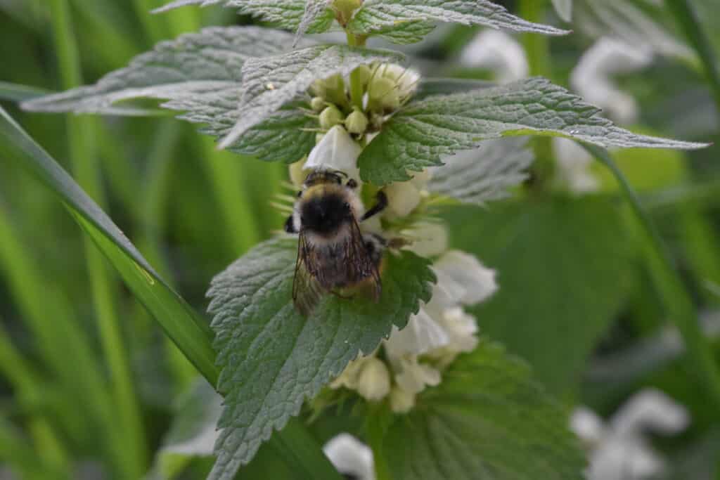 Čmeláci v Praze - Monitoring blanokřídlých 2024-2025 Foto: O. Kahoun