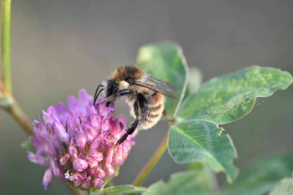 Čmeláci PLUS - Monitoring blanokřídlých v Praze 2024 - 2025 - Foto Ondřej Kahoun