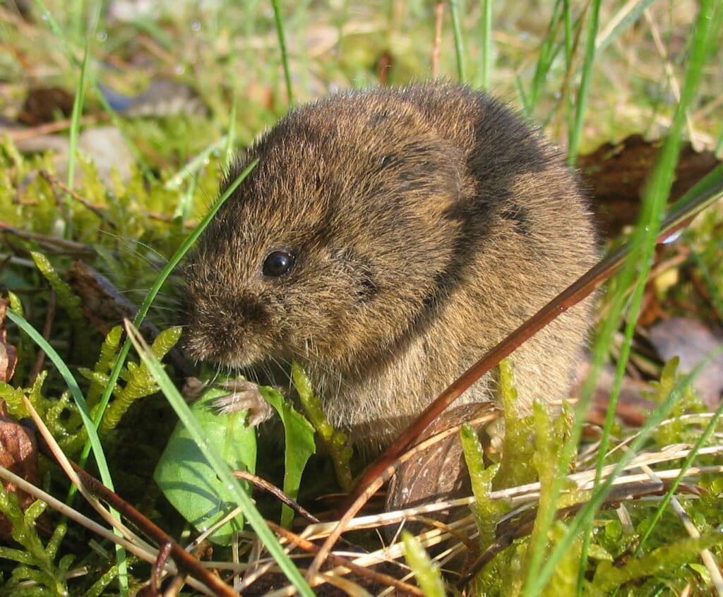 Čmeláci PLUS - Hraboš polní - Microtus arvalis - Foto Dieter DT WIKi