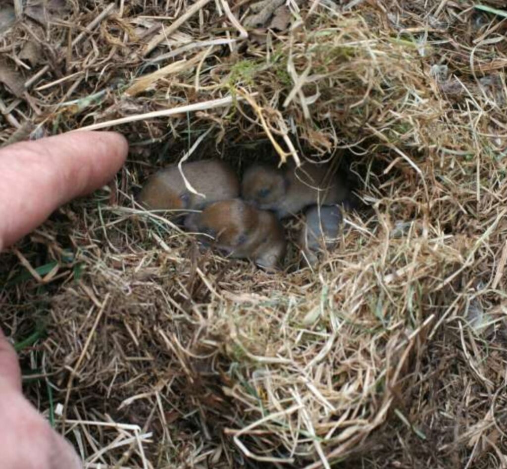 Čmeláci PLUS - Hraboš polní - Microtus arvalis - hnízdo - Foto Barn Owl Trust