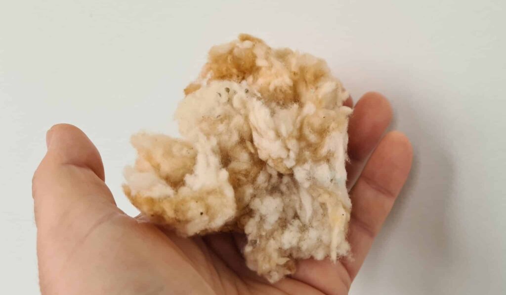 Čmeláci PLUS - Loňská výstelka - Foto Ondřej Hercog 20 03 2026