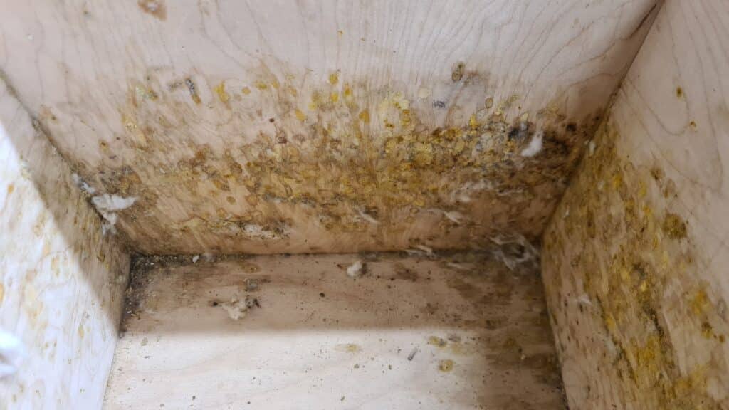 Čmeláci PLUS - Stěny úlku na konci sezóny - Foto Ondřej Hercog - 1 03 2026