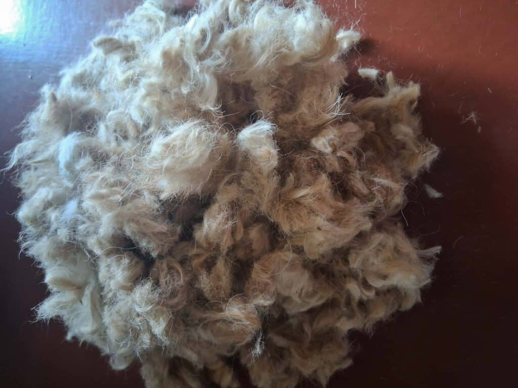 Čmeláci PLUS - Vyčesaná jemná psí srst - Foto Luděk Šulda 5 03 2026