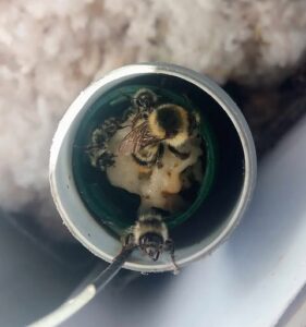 Arbeiterhummeln fressen in einem Futterrohr