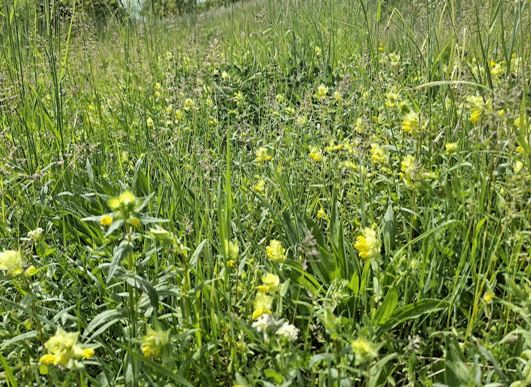 Čmeláci PLUS - Kokrhel luštinec na pozemku pomáhá s potlačením agresivních trav