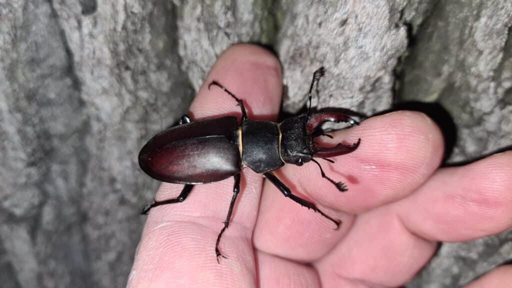 Čmeláci PLUS - Roháč obecný -Lucanus cervus - samec - Foto Ondřej Hercog - 18 06 2025 (1)
