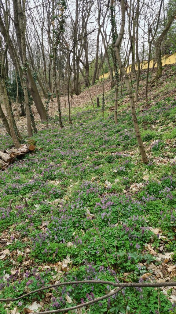 Čmeláci PLUS - Dymnivky v lese nad HNQ - Foto Ondřej Hercog - 31 04 2025