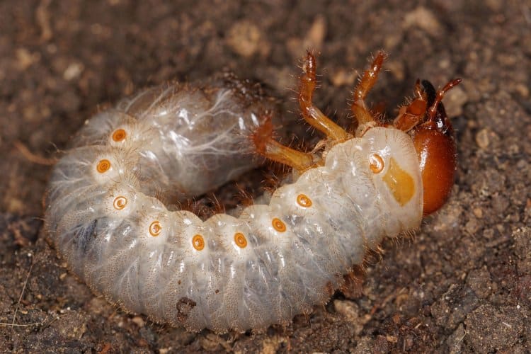Čmeláci PLUS - Nosorožík kapucínek - Oryctes nasicornis - Larva - Foto Josef Němec