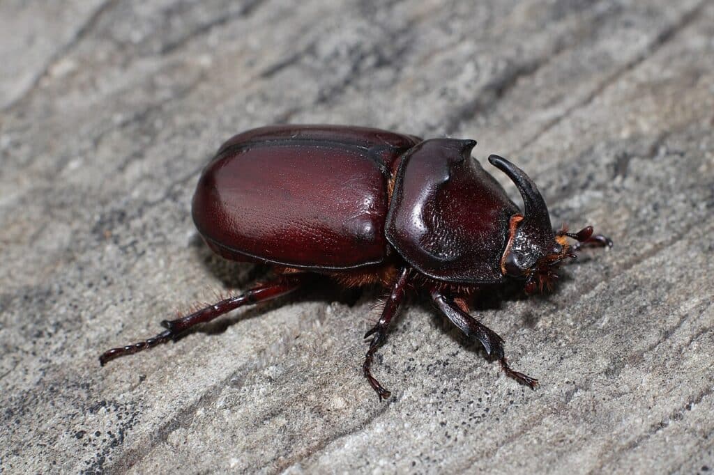 Čmeláci PLUS - Nosorožík kapucínek - Oryctes nasicornis - Samec - Foto George Chernilevsky