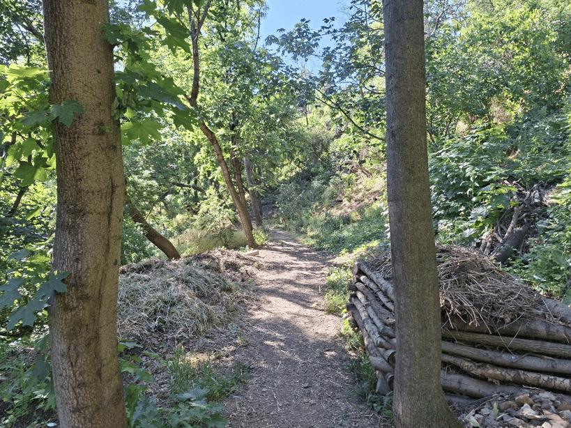 Čmeláci PLUS - Pohled na světlý lesík s broukovištěm - Foto Projekt