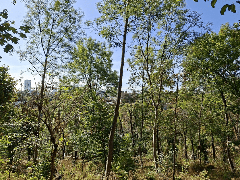 Čmeláci PLUS - Zdánlivě neupravená vegetace, ovšem s množstvím cestiček a kvetoucích bylin v podrostu - Foto Projekt